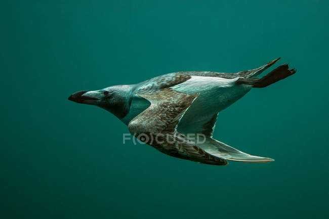 Underwater view of Guillemot bird swimming in turquoise water — Stock Photo
