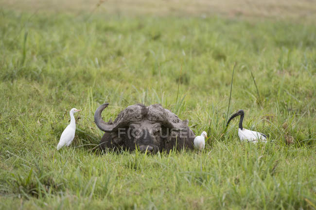 Cape buffalo, Parque Nacional Amboseli, Quênia, África — Fotografia de Stock