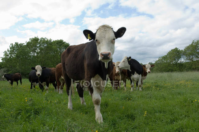 Коровы ходят по зеленой траве — стоковое фото