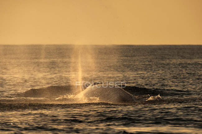 Finnwal bläst Wasser, Sepia — Stockfoto