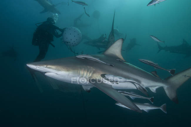 Plongeur et requins à pointes noires océaniques réunis à Aliwal Shoal, Durban, Afrique du Sud — Photo de stock