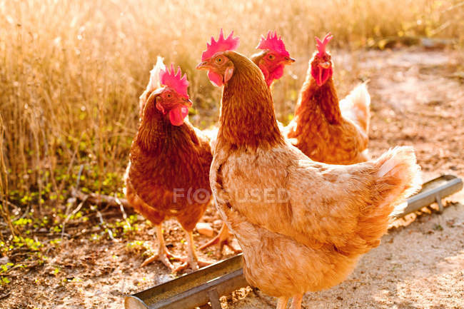 Pollos en el patio de tierra, tiro de cerca - foto de stock