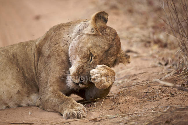 Lionne ou Panthera leo dans les piscines de mana parc national, zimbabwe — Photo de stock