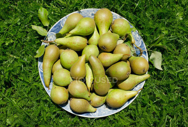 Pears on plate in grass — Stock Photo
