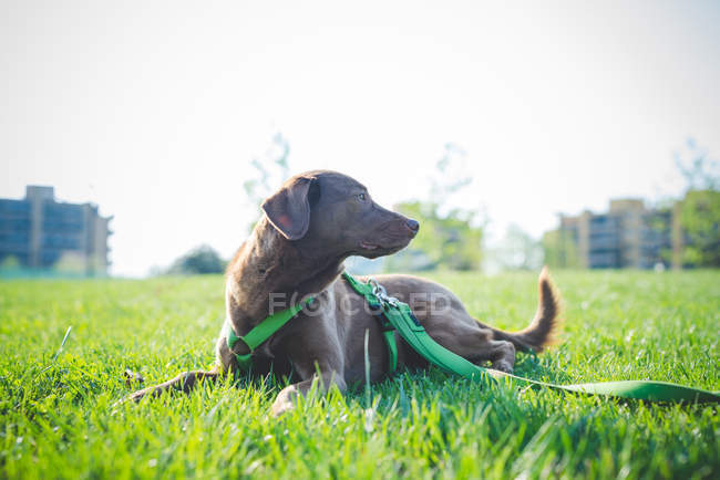 Dog looking over shoulder in park — Stock Photo