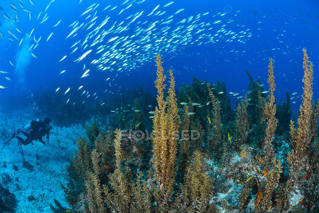 Unterwasser-Ansicht von Taucher beobachten Schwarm von Sardinen, die über Riff, Cabo Catoche, Quintana Roo, Mexiko schwimmen — Stockfoto