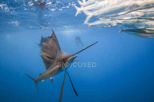 Pesce vela che si nutre di sardine baitball — Foto stock