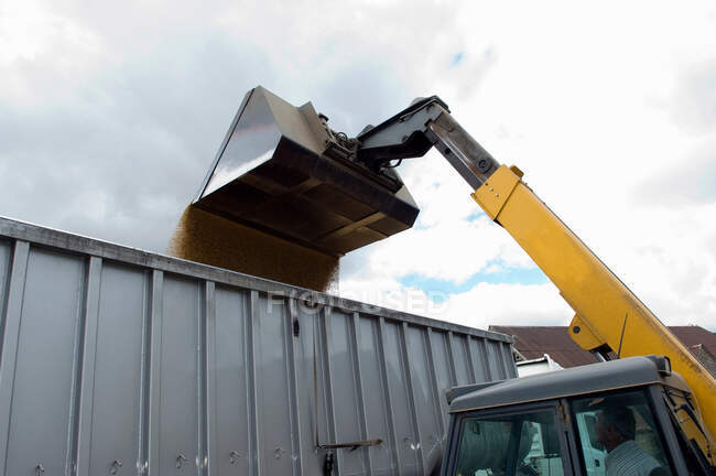 Carregamento de grãos em camiões — Fotografia de Stock
