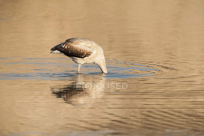 Juvenil maior flamingo com cabeça debaixo d 'água — Fotografia de Stock
