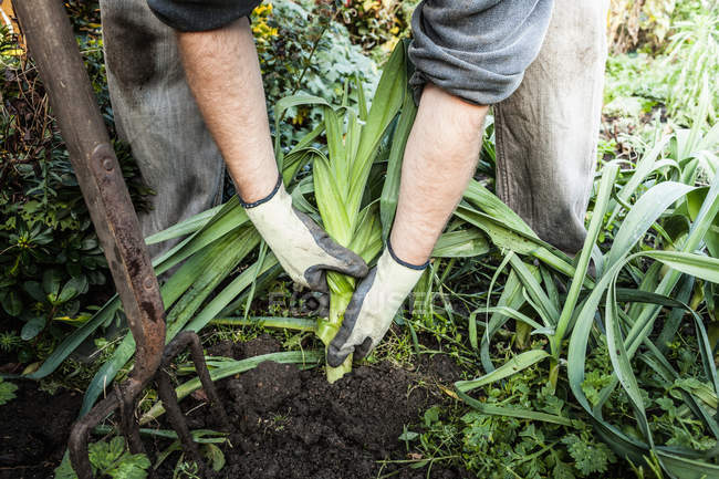 Hombre desenterrando verduras en el jardín - foto de stock