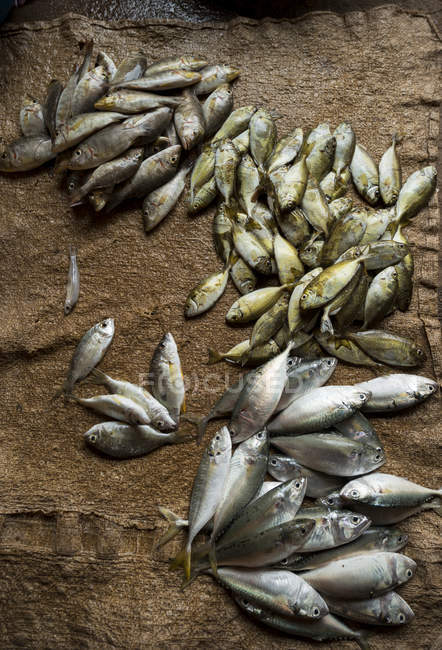 Морепродукты на Сасорском рынке — стоковое фото