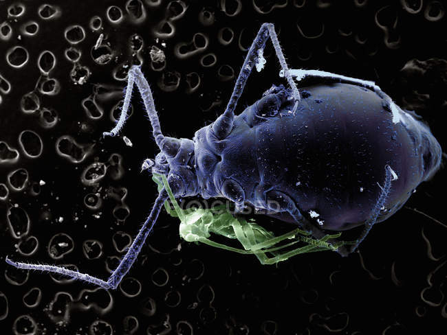 SEM image of plant louse and ant — Stock Photo