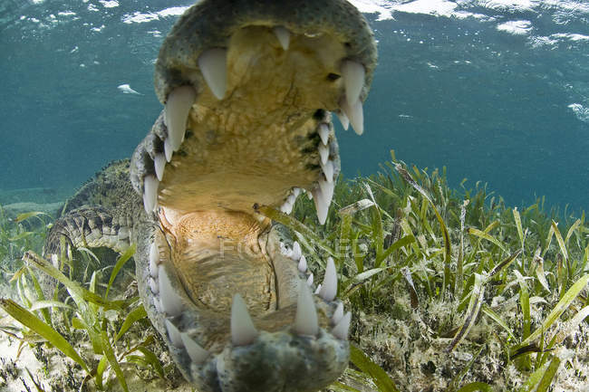 Nahaufnahme von Amerikanischem Krokodil mit offenem Mund, Chinchorro Biosphärenreservat, Quintana Roo, Mexiko — Stockfoto