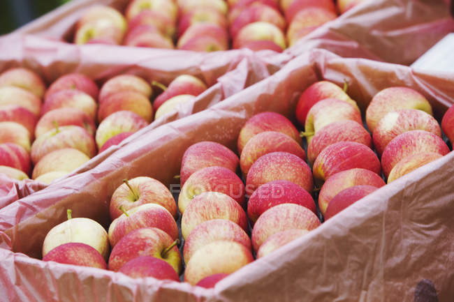 Apples on display at grocers — Stock Photo