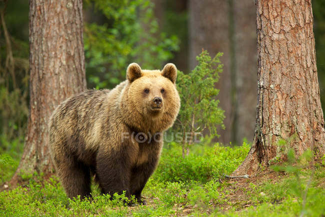 Urso castanho em pé na floresta — Fotografia de Stock