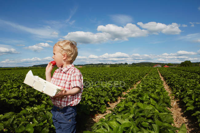 Garçon manger des fraises dans le champ de culture — Photo de stock