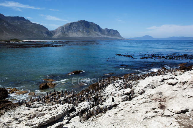 Pinguins pendurados em falésias costeiras — Fotografia de Stock
