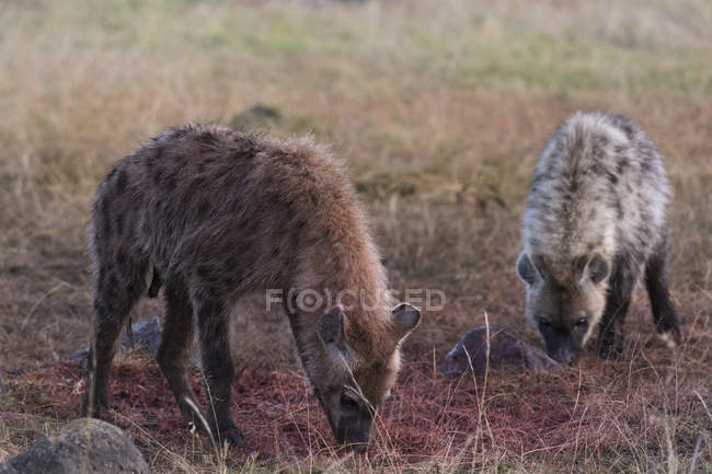 Hienas manchadas em Masai Mara, Quénia, África — Fotografia de Stock