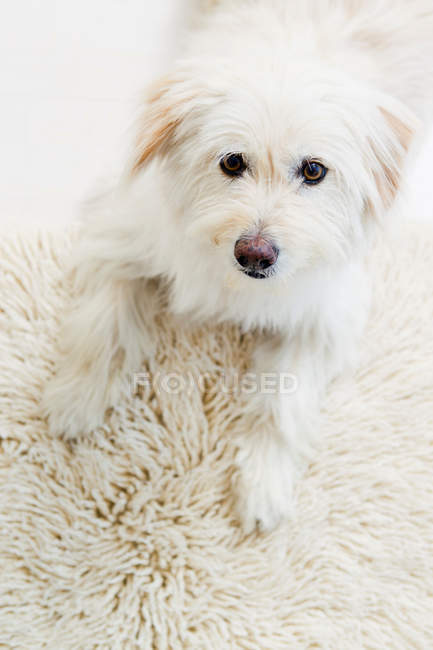 Собака расслабляется на ковре — стоковое фото