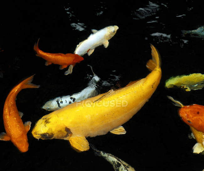 Koi carps floating in water — Stock Photo