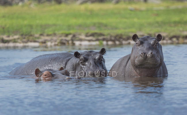 Hippopotames sauvages dans l'eau, delta okavango, botswana — Photo de stock
