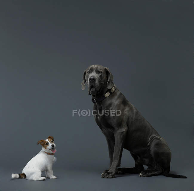 Small and big dog — Stock Photo