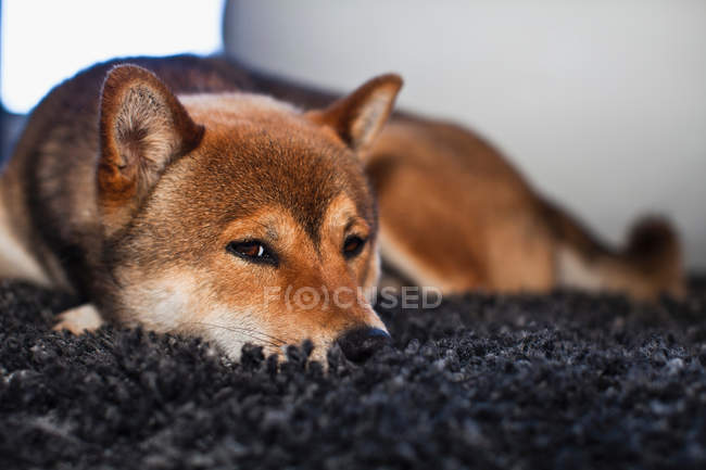 Dog laying on rug — Stock Photo