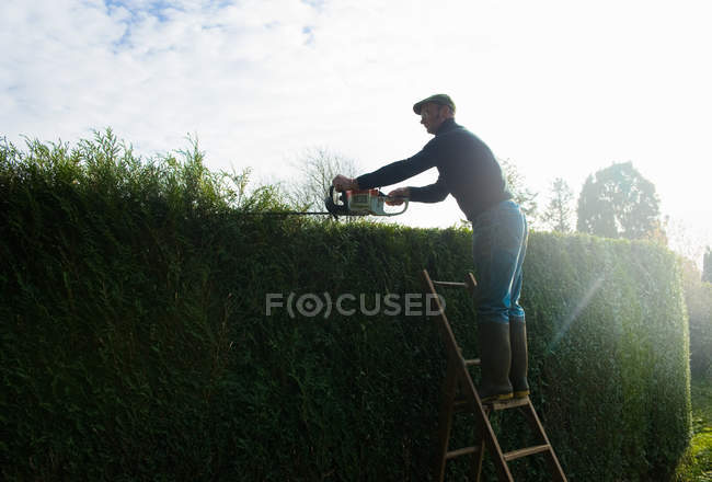 Homem silhueta no topo das escadas cortando sebe de jardim alto — Fotografia de Stock