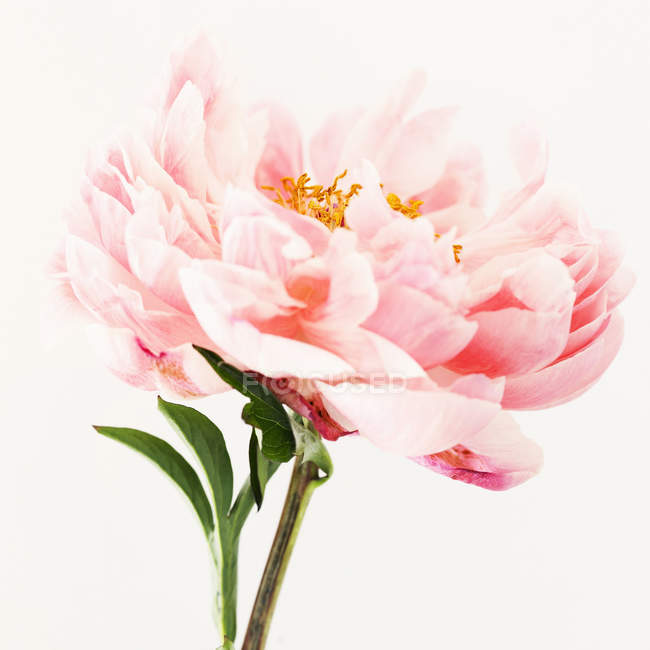 Крупным планом снимок цветка розового пиона — стоковое фото