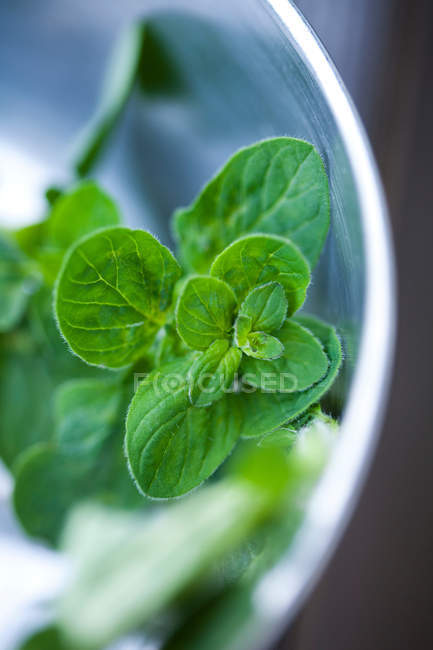 Basil leaves in metal bowl — Stock Photo