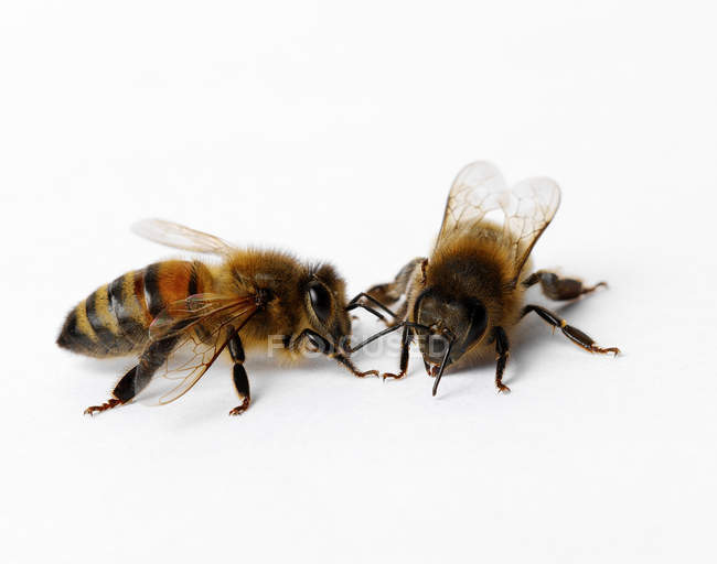 Dos abejas de miel en blanco - foto de stock
