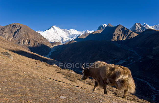 Yak pastando en la ladera de la montaña - foto de stock