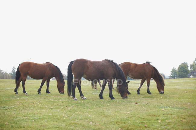 Бей лошадей пасущихся в поле — стоковое фото