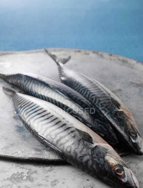 Trois poissons maquereaux fraîchement pêchés — Photo de stock