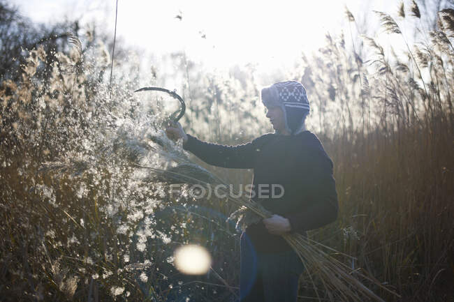 Mature man cutting crops with scythe — Stock Photo