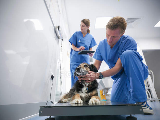 Veterinari che indossano scrub chirurgici di peso piccolo cane nella pratica di chirurgia veterinaria, vista a livello della superficie — Foto stock