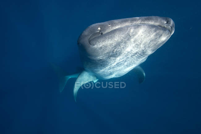 Tiburones ballena se reúnen en aguas del Caribe - foto de stock