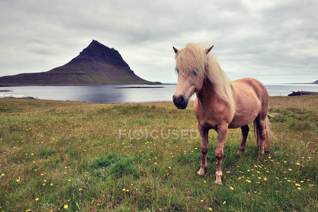 Icelandic horse at meadow — Stock Photo