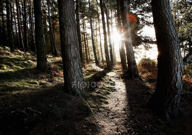 Vista panorámica del Camino en el bosque con luz solar - foto de stock