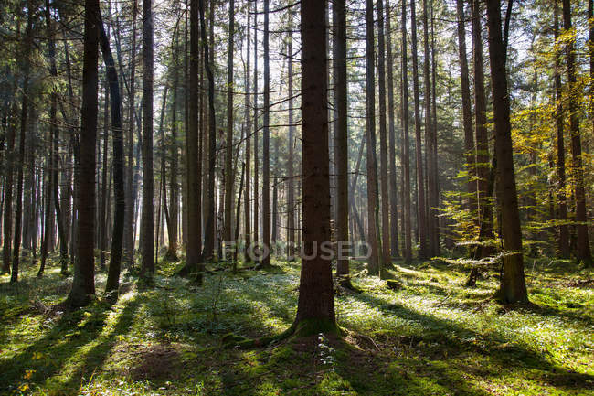 Солнце светит сквозь голые деревья — стоковое фото