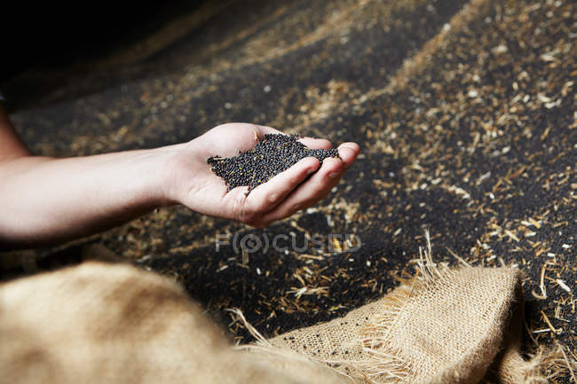 Hand scooping harvested grains — Stock Photo