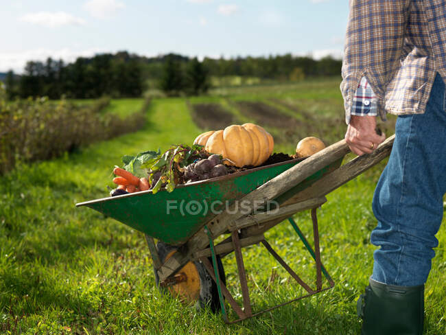 Man with wheelbarrow on field — Stock Photo
