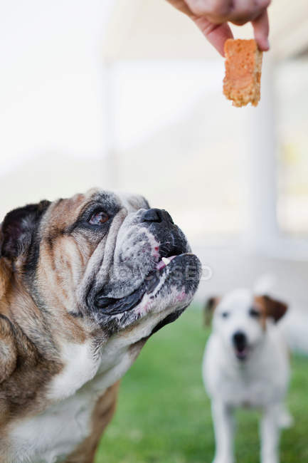 Recortado tiro de propietario dando perro galleta a mascota - foto de stock