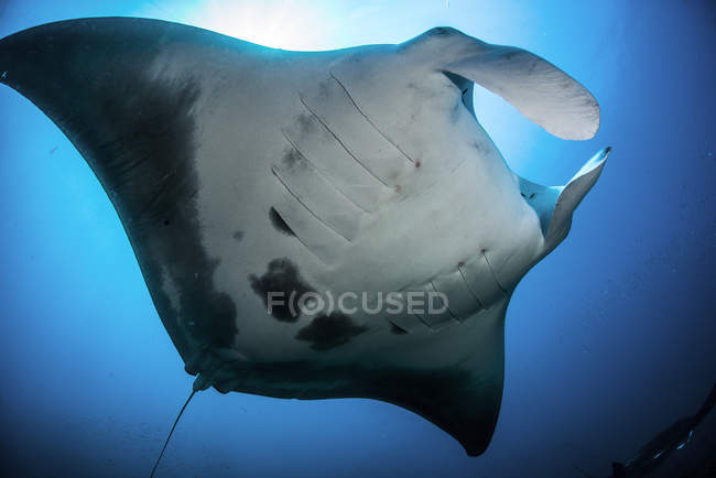Manta ray natação sob água azul — Fotografia de Stock