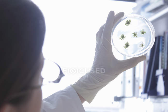 Scientist examining petri dish in lab — Stock Photo