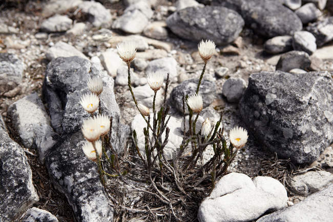 Flowers growing in rocks — Stock Photo
