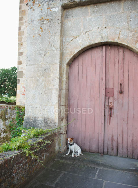 Собака сидит перед дверью — стоковое фото