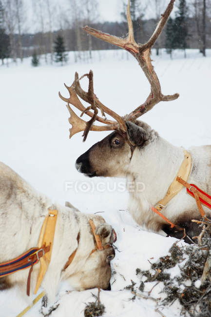 Renas em arnês de pé alimentando-se em terra nevada — Fotografia de Stock