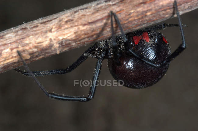 Closeup shot of black widow spider hanging on branch — Stock Photo