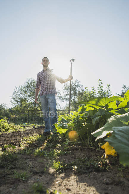 Jardinier tenant houe à côté de patch courgette — Photo de stock